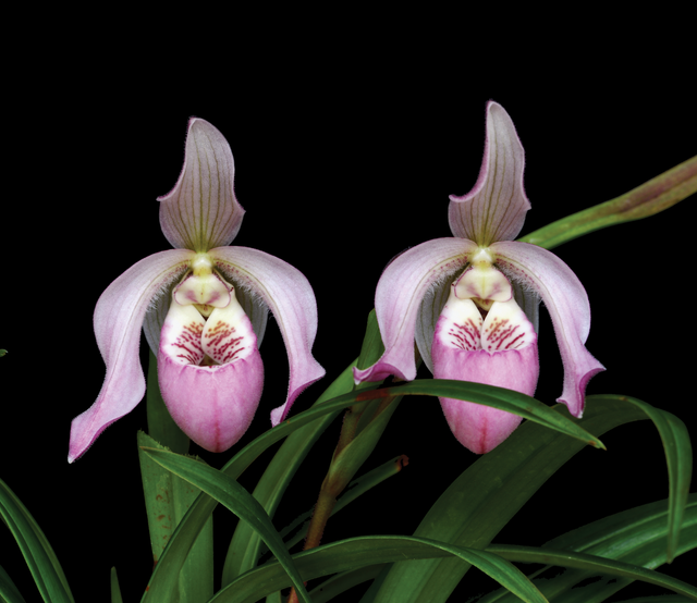 Renewing Life Essence