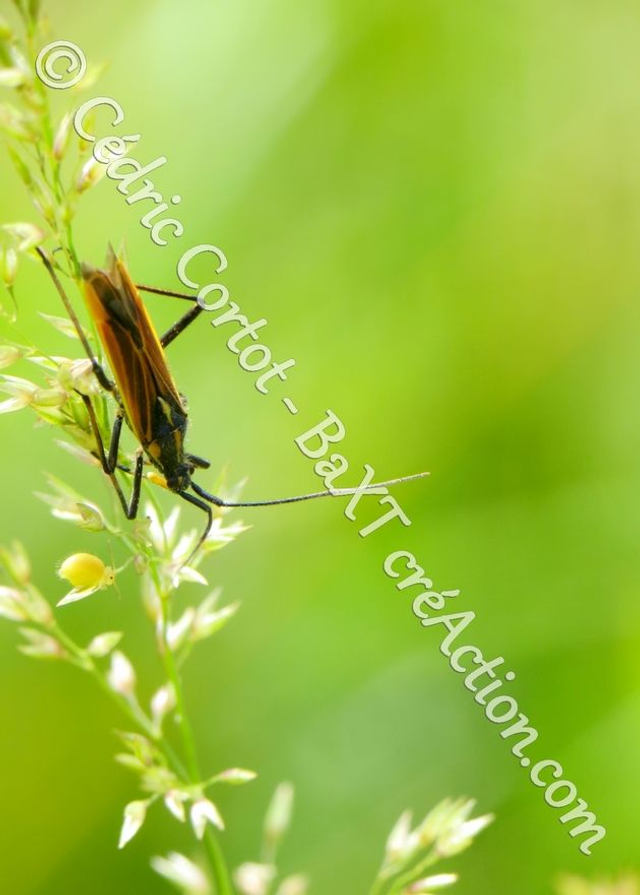 2 - Carte postale - Le petit monde du Vivant (Ref IMG_5965)