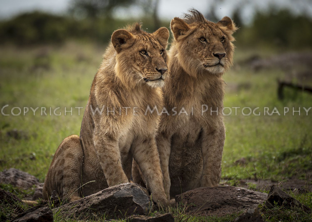 Contenders to the crown