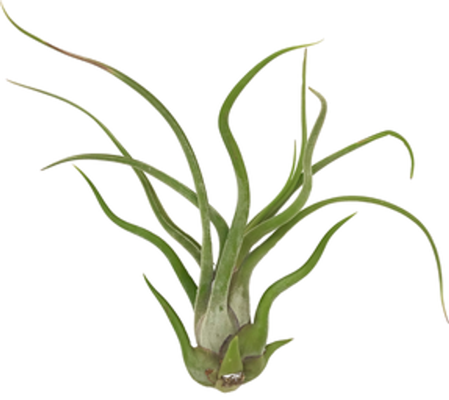 Tillandsia caput medusae L