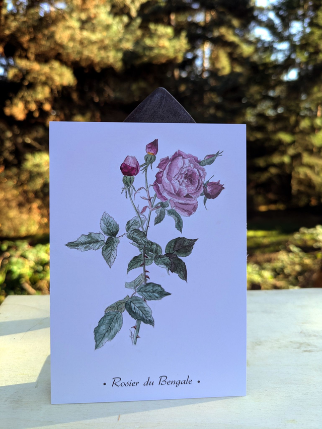 Carte postale rosier du bengale