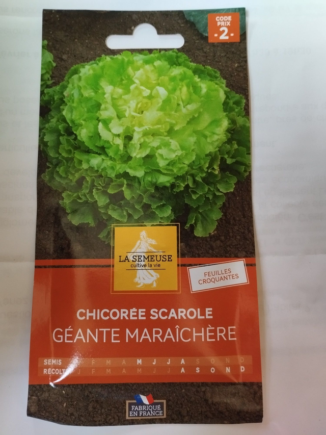Chicorée Scarole géante maraichère