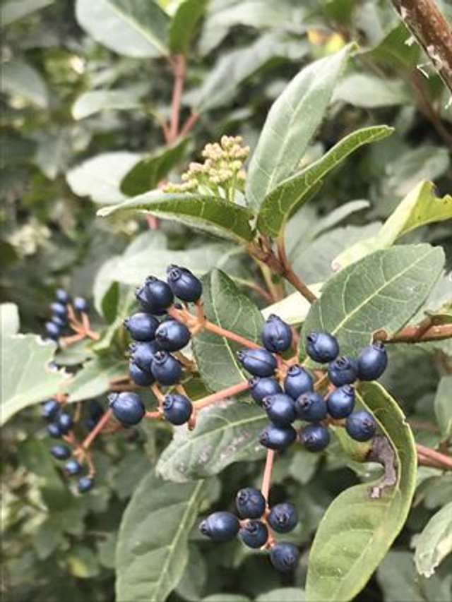 Laurier Tin (Viburnum tinus) - Végétal local
