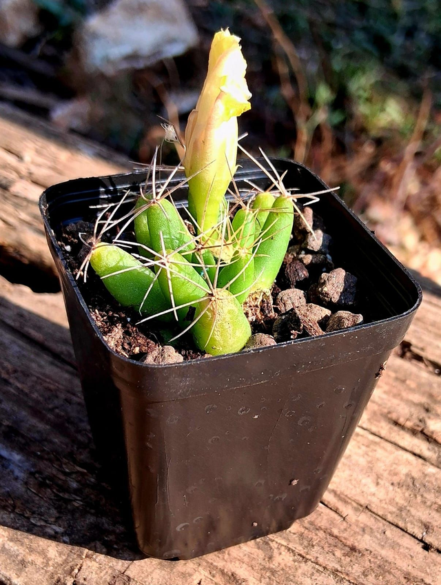 D43 . Dolichothele longimamma