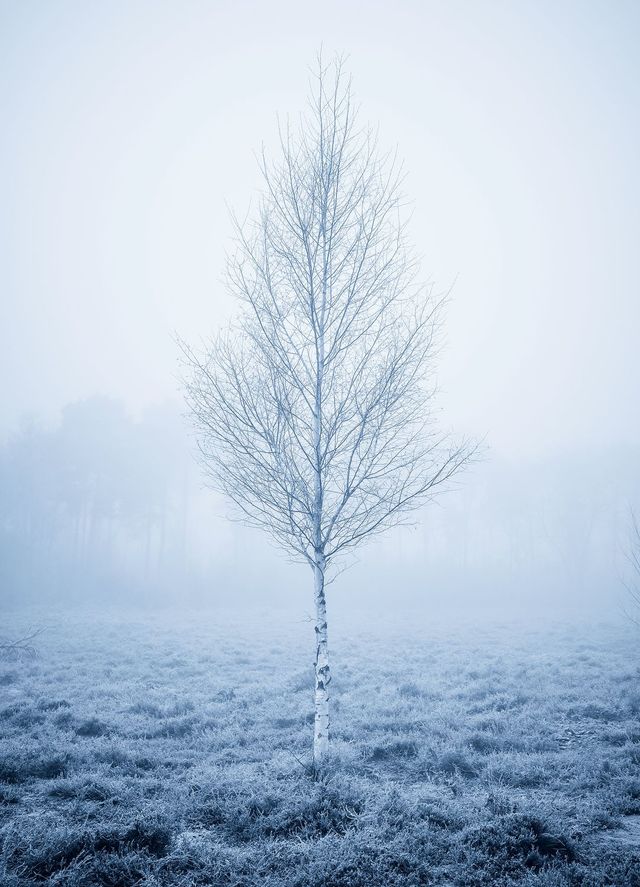 Silver Solitude