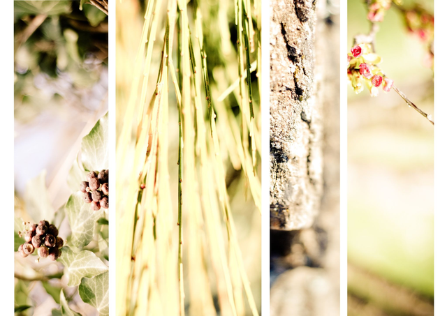 Composition naturelle 2