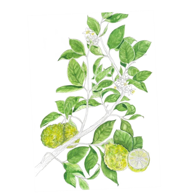 Carte planche botanique 