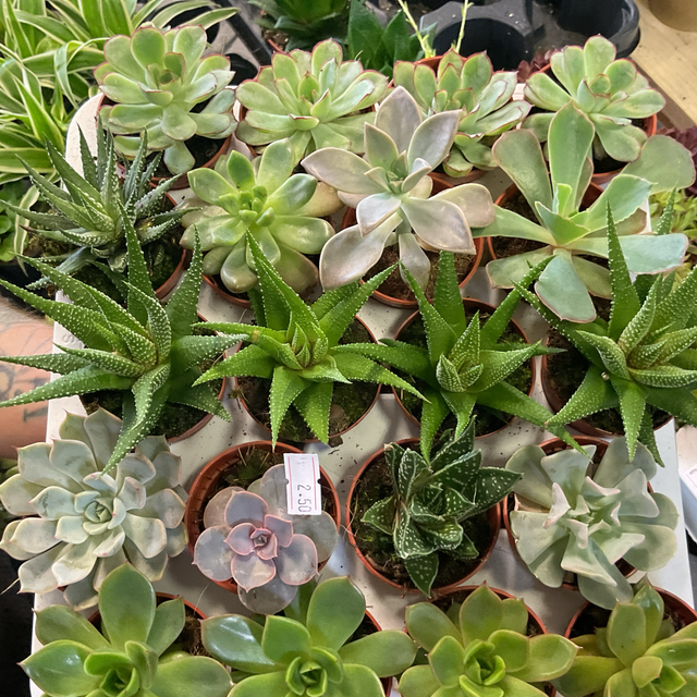 Succulente mix