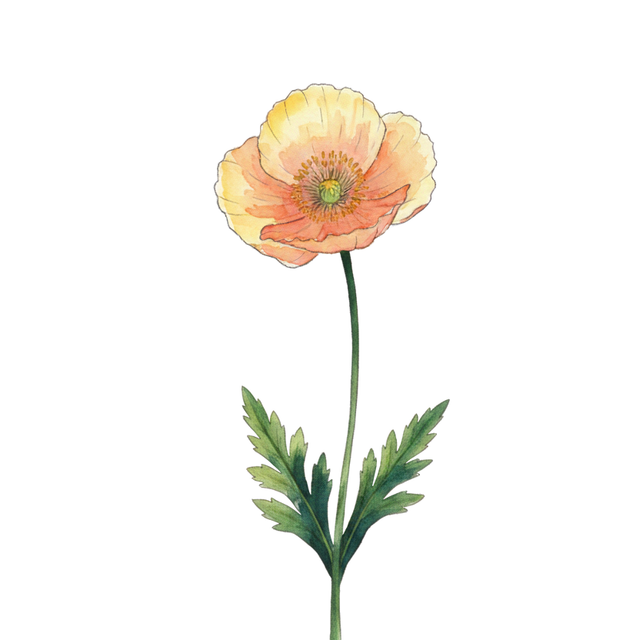 Icelandic Poppy 'Mixed'