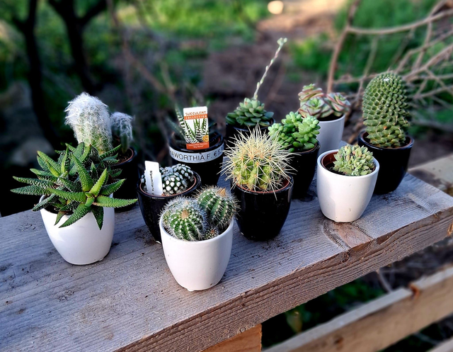 D30 . Cactus in mini cachpot