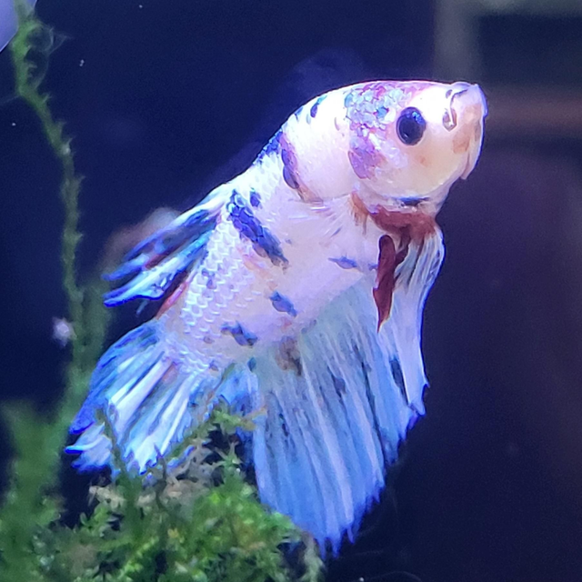 Porselein / Betta Splendens Koi Nemo Plakat 8715897355592