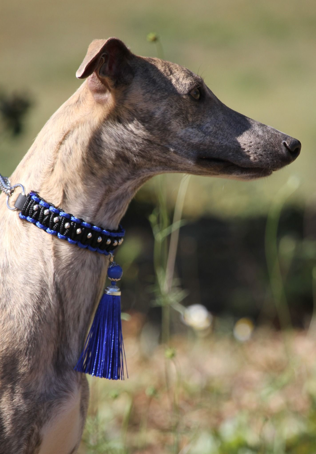 Collier CHARLESTON Bleu Roi 