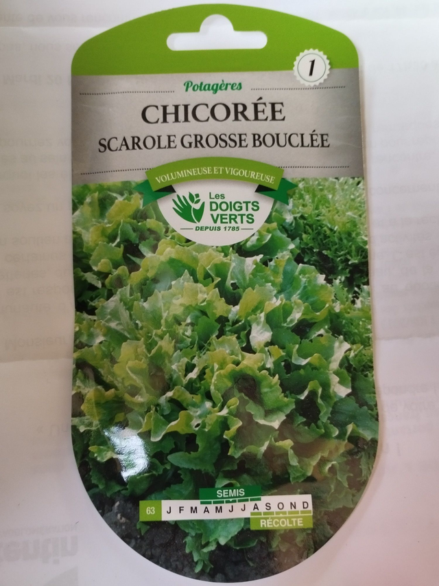 Chicorée Scarole grosse bouclée