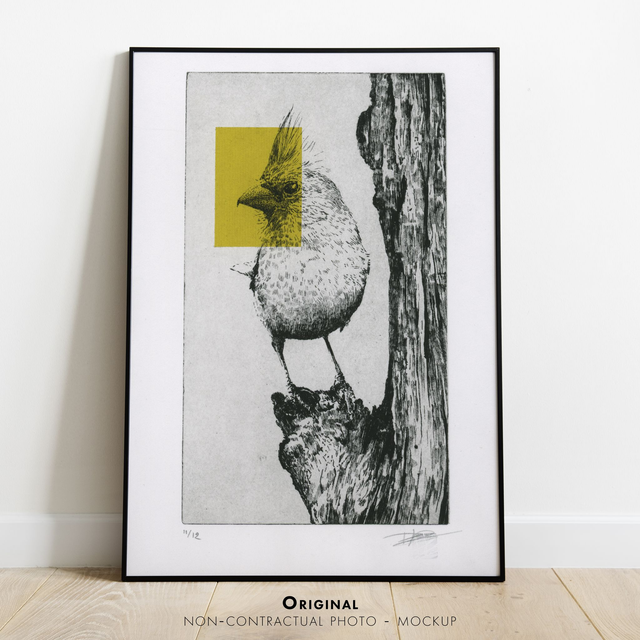 Fine art etching / Not framed / Northern Cardinal Bird