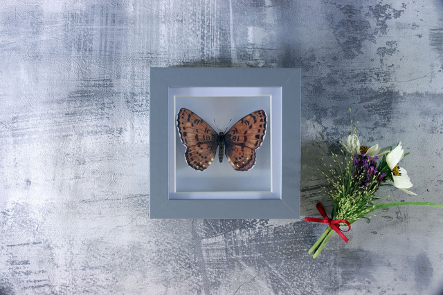 Ethical Entomology: Small Fritillary Butterfly