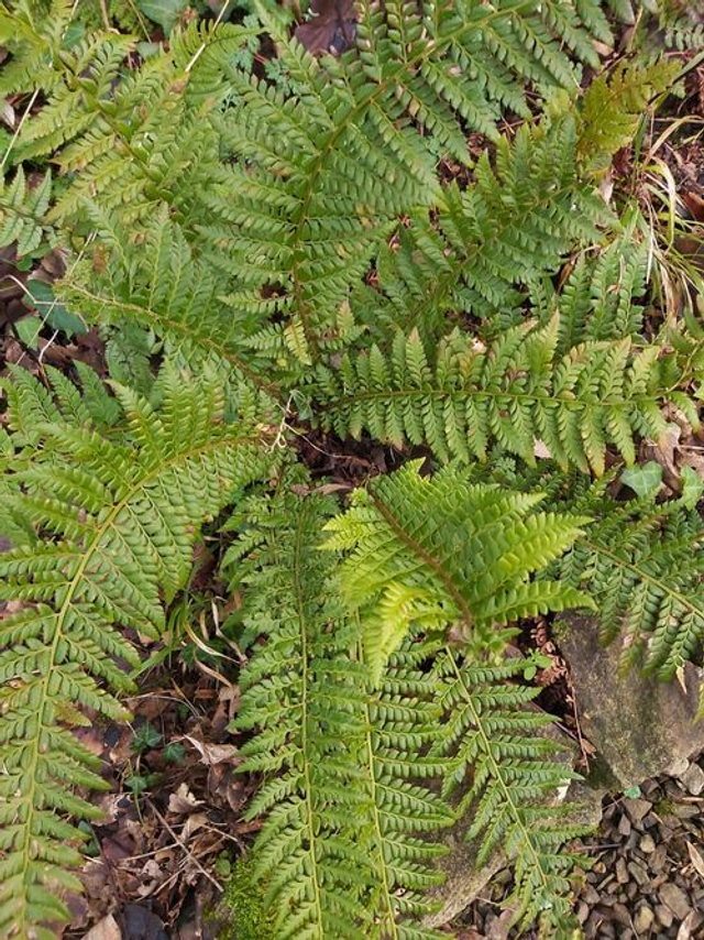 Polystichum aculeatum- Hard Shield Fern Plug plant
