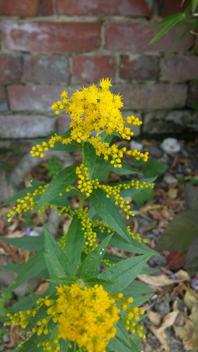 Solidago 'Goldenmosa'  goldenrod - 1ltr pot