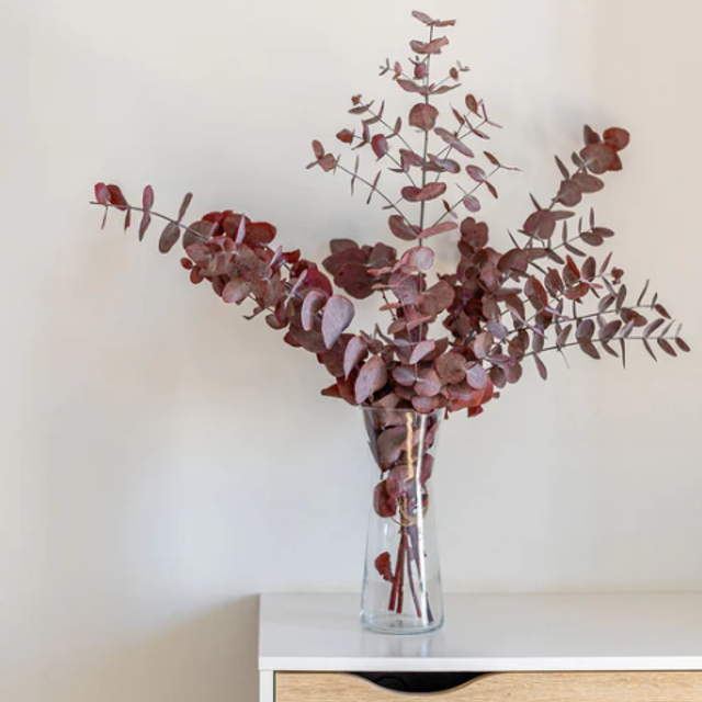 003 Eucalipto PRESERVADO Cinerea. Vino. Paquete