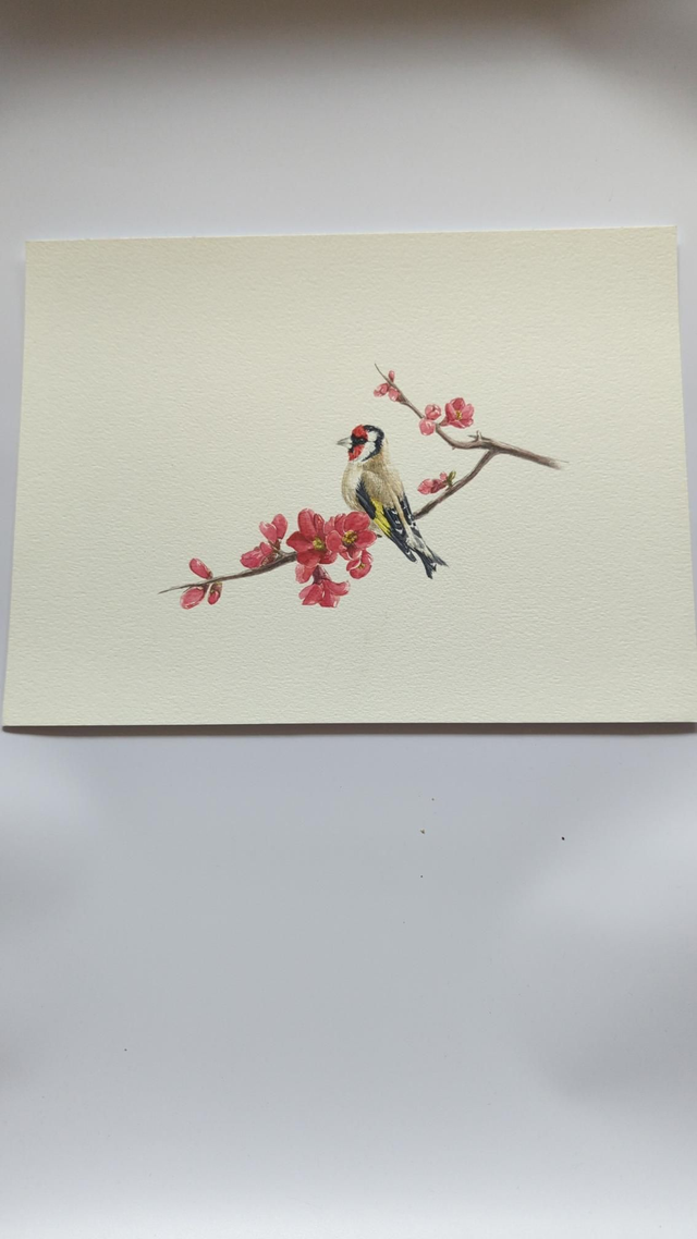 Chardonneret sur branche de cognassier du Japon