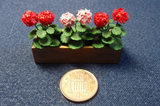 Geraniums in Window Box