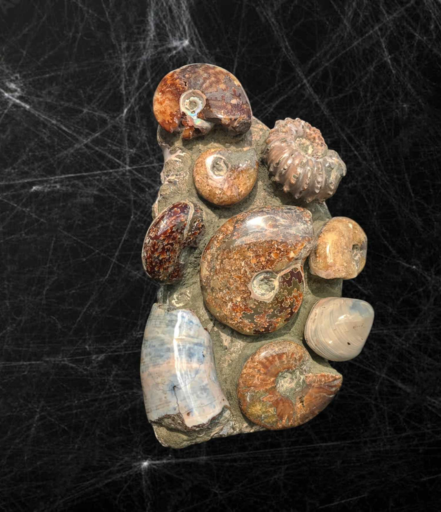 Bloc Ammonite