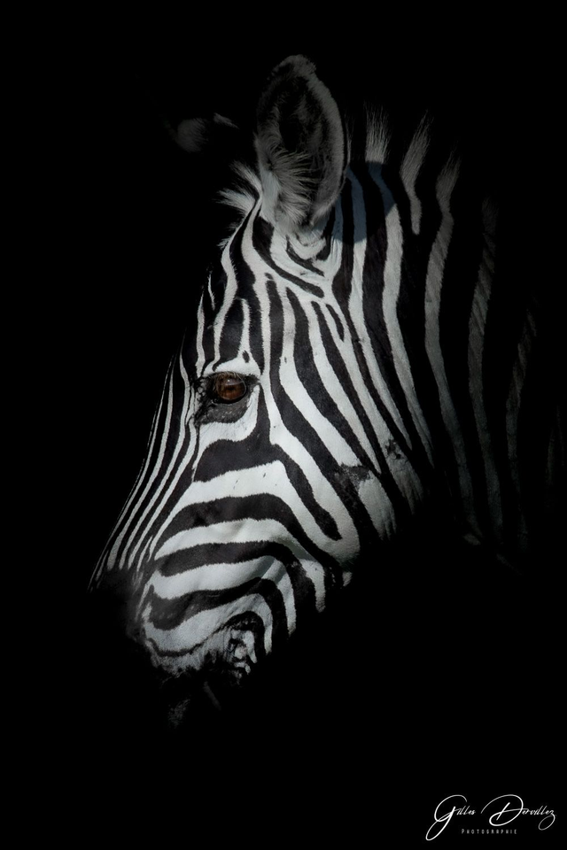 FS017 - Zèbre
