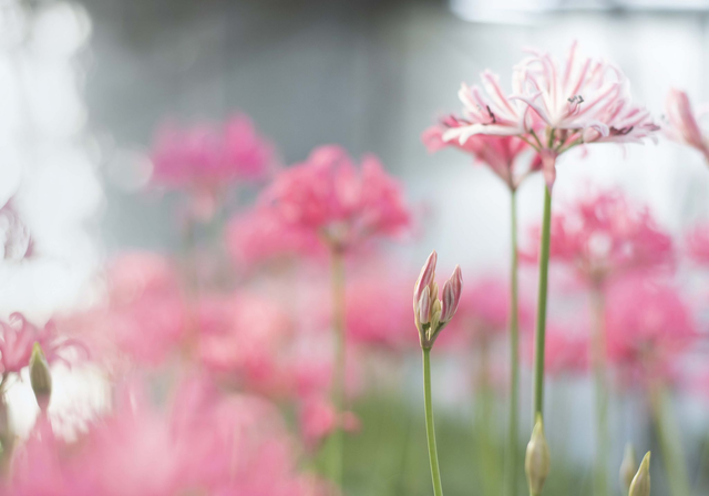 Just Waking Up - Nerine Sarniensis