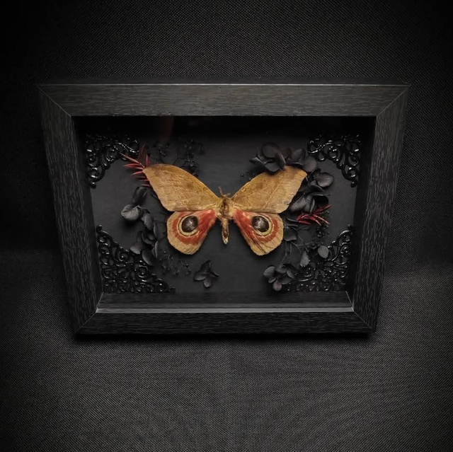 Cadre Papillon de nuit "Automeris Janus"