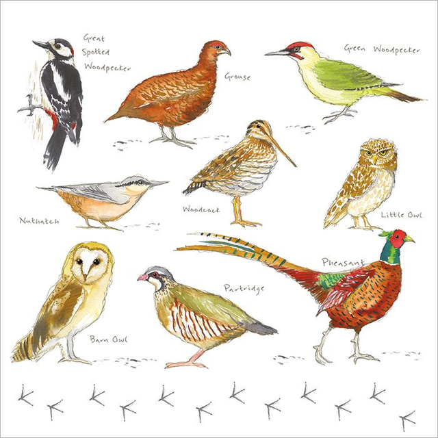 Woodland Birds A029