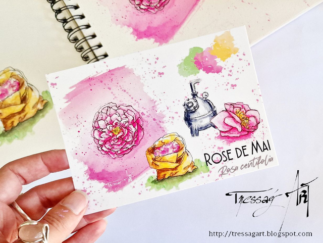 CARTE &quot;PLANTES A PARFUM&quot; de Grasse - Rosa centifolia - Rose de Mai - TR007001