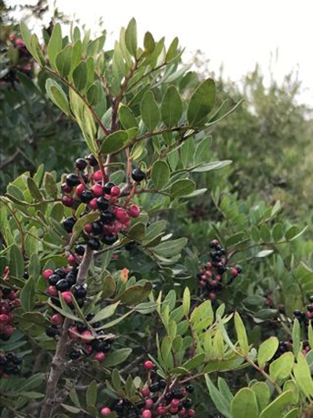 Pistachier Lentisque (Pistacia lentiscus) - Végétal local