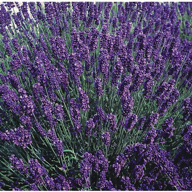 Lavande Vraie Officinale Bio - Lavandula angustifolié