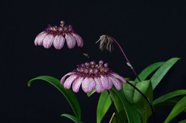 Crown of Serenity Essence