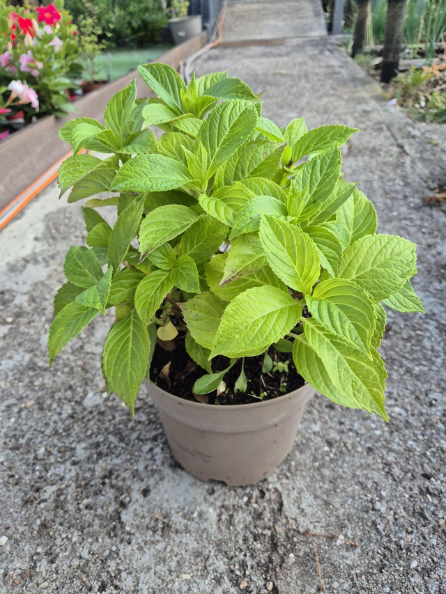 Hortensia blanc pot 19cm