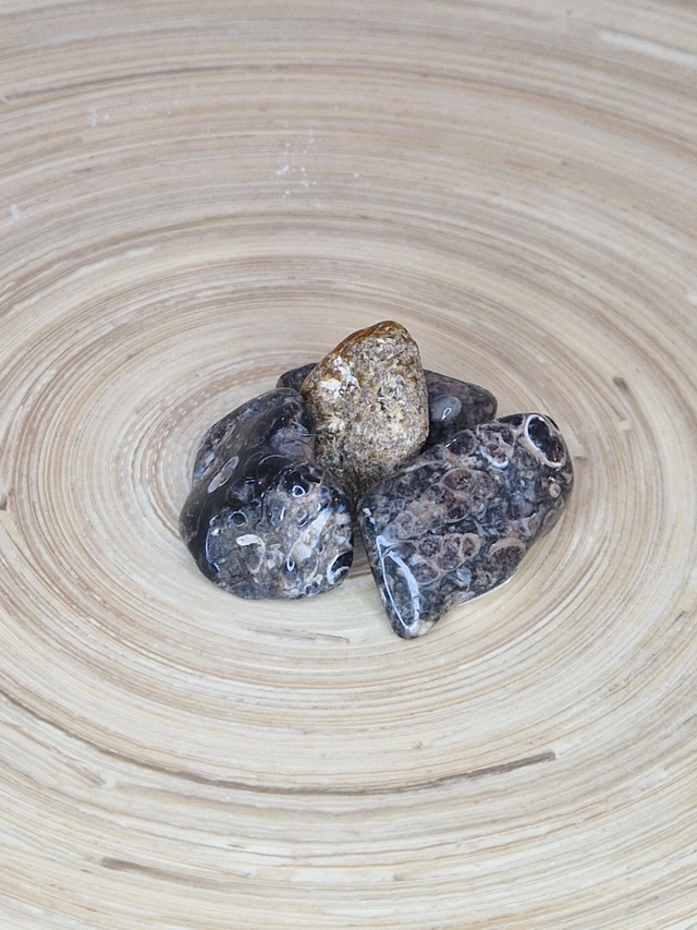 Agate fossile - Pierre roulée