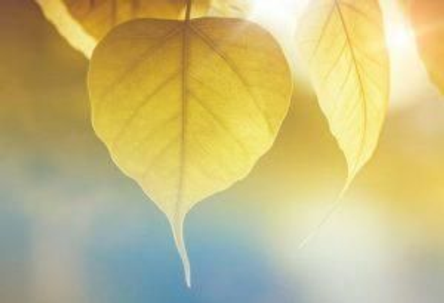 Volatile - Helder en sereen - 5 ml