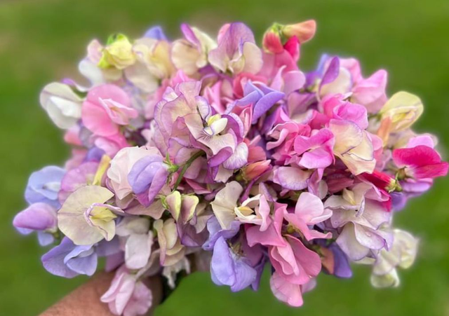Sweet Pea Heirloom Pastel Mix