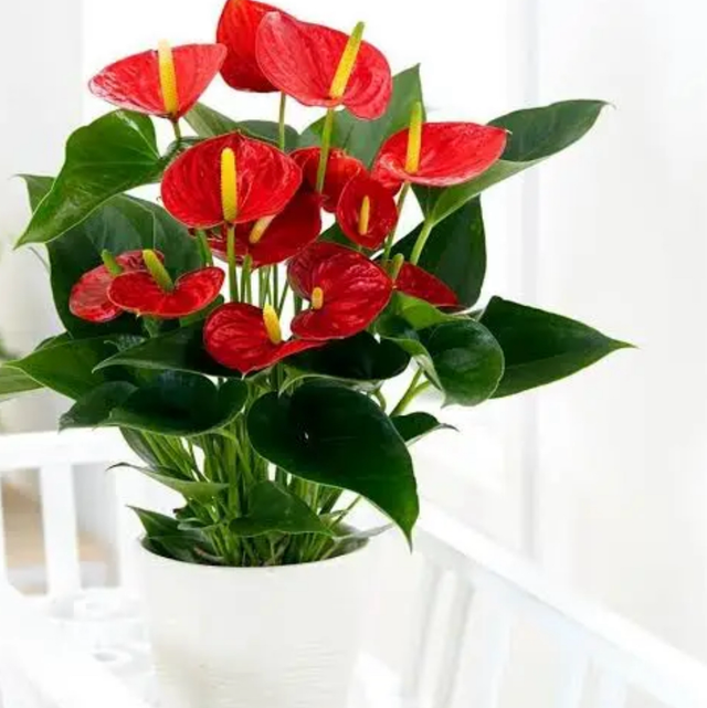 Anthurium
