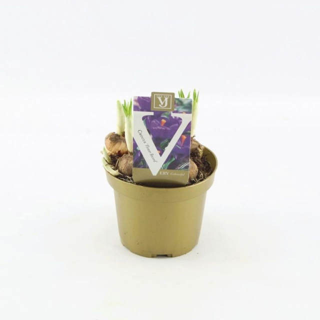 F01 . Crocus vernus 'Flower Record'