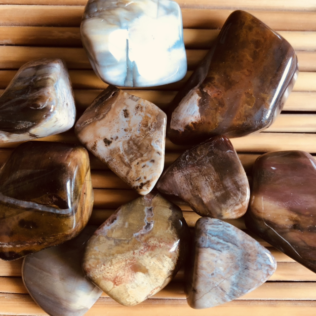 Pierre roulée Bois fossilisé 