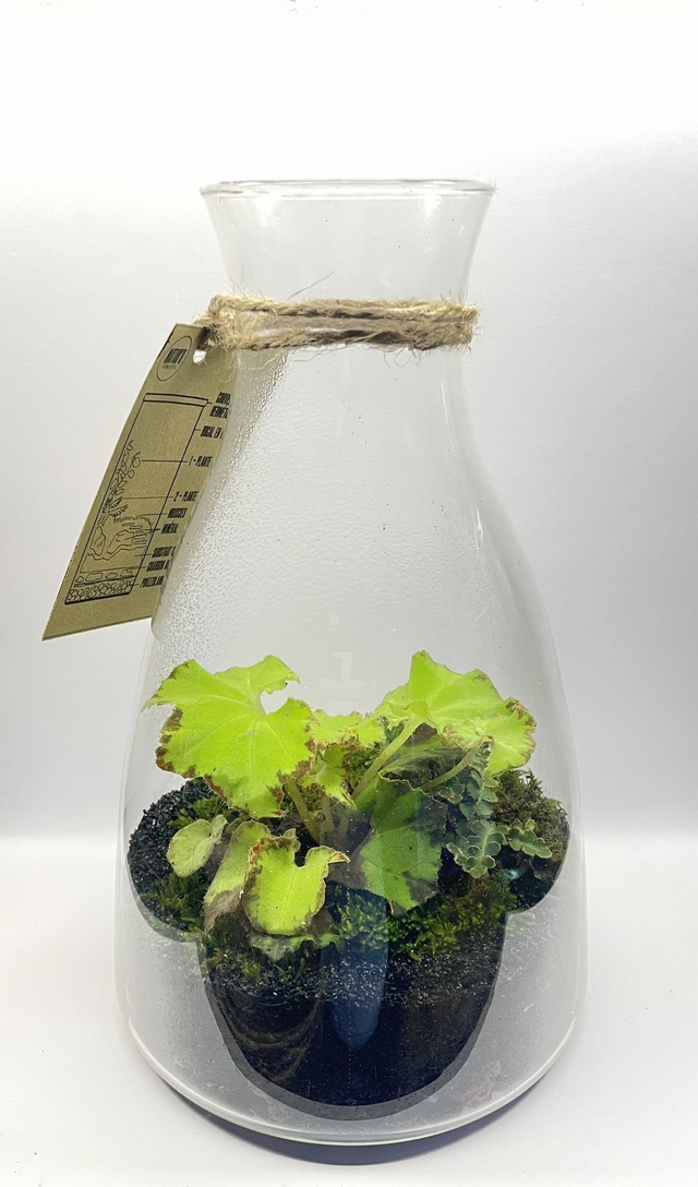 Biosphère bioactive"Begonia Rex"