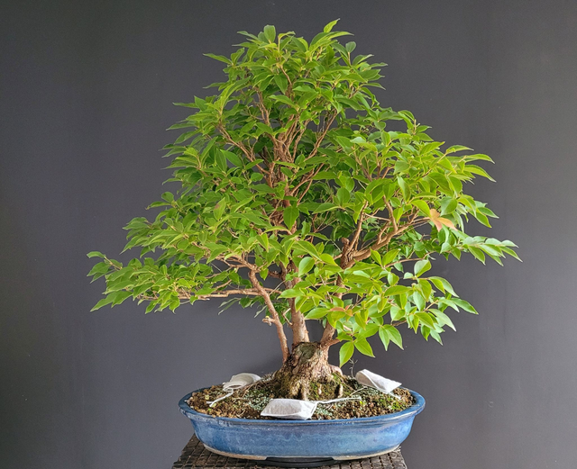 (210) stewartia monadelpha