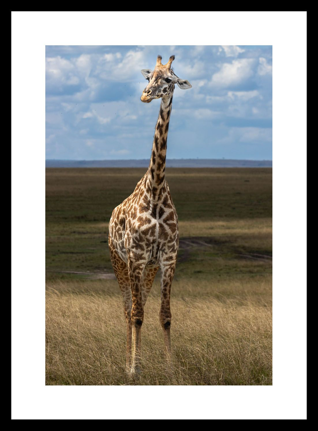 Girafe - réserve Masaï Mara - Kenya - ref: k-3165