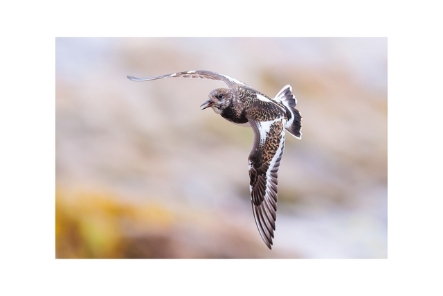 Tournepierre à collier - 40x60cm - Avec passe-partout