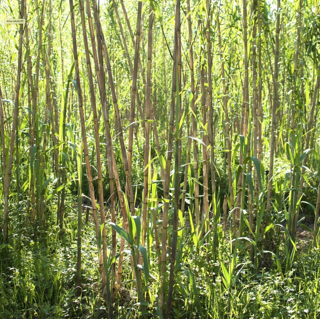 La canne à couverts / Antoine Boudin