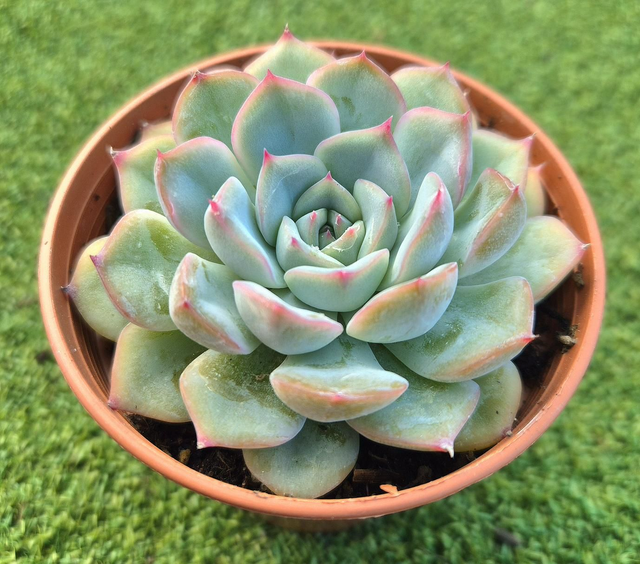 Echeveria 'White Lace' (New)