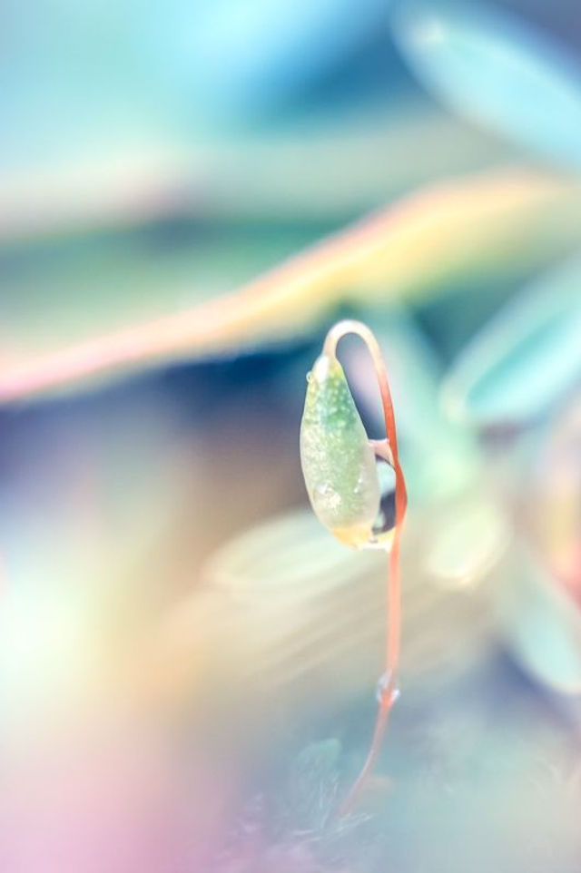 FEERIE-002 - La Vendoise