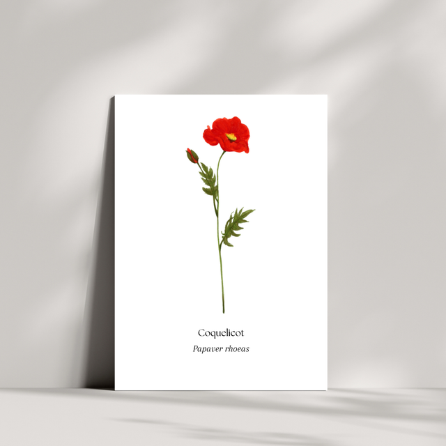 Cartes - Coquelicot