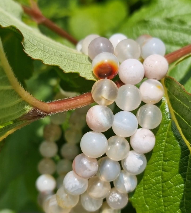 Flower Agate 8mm beaded bracelet 