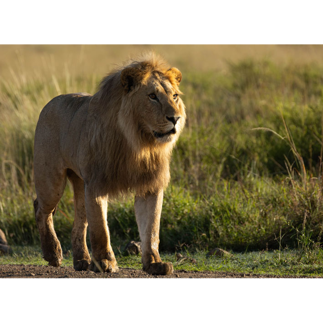 Lion -Masaï Mara Kenya - Réf : K-1216